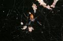 Nephila_edulis_D3553_Z_85_Mt Florence station_Australie